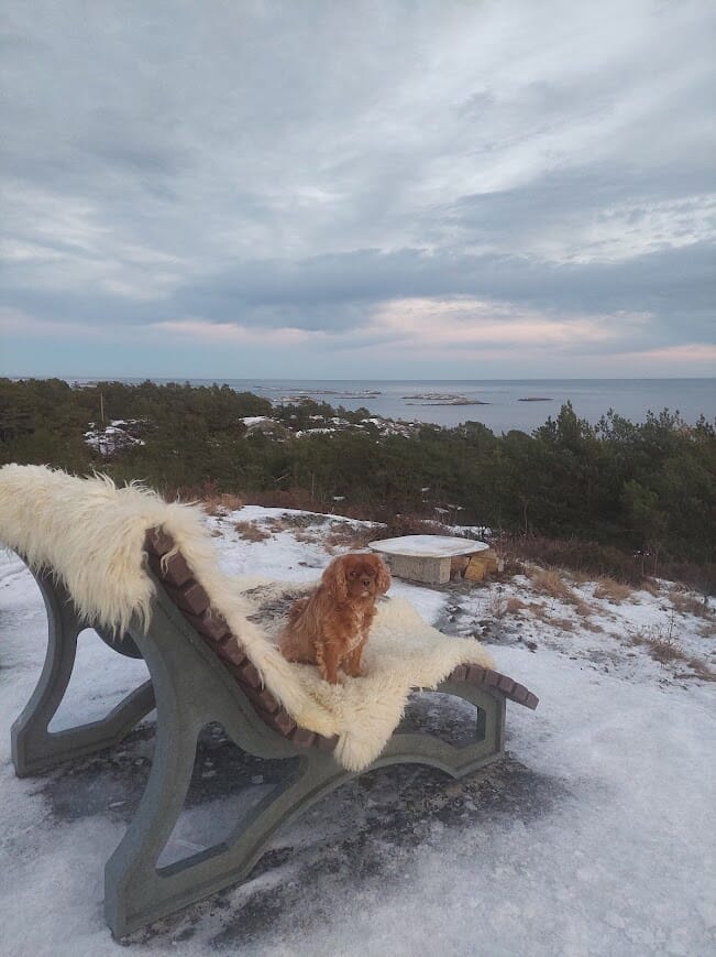 Bilde fra fornøyd kunde av sin Sunlounger liggebenk solseng.jpg